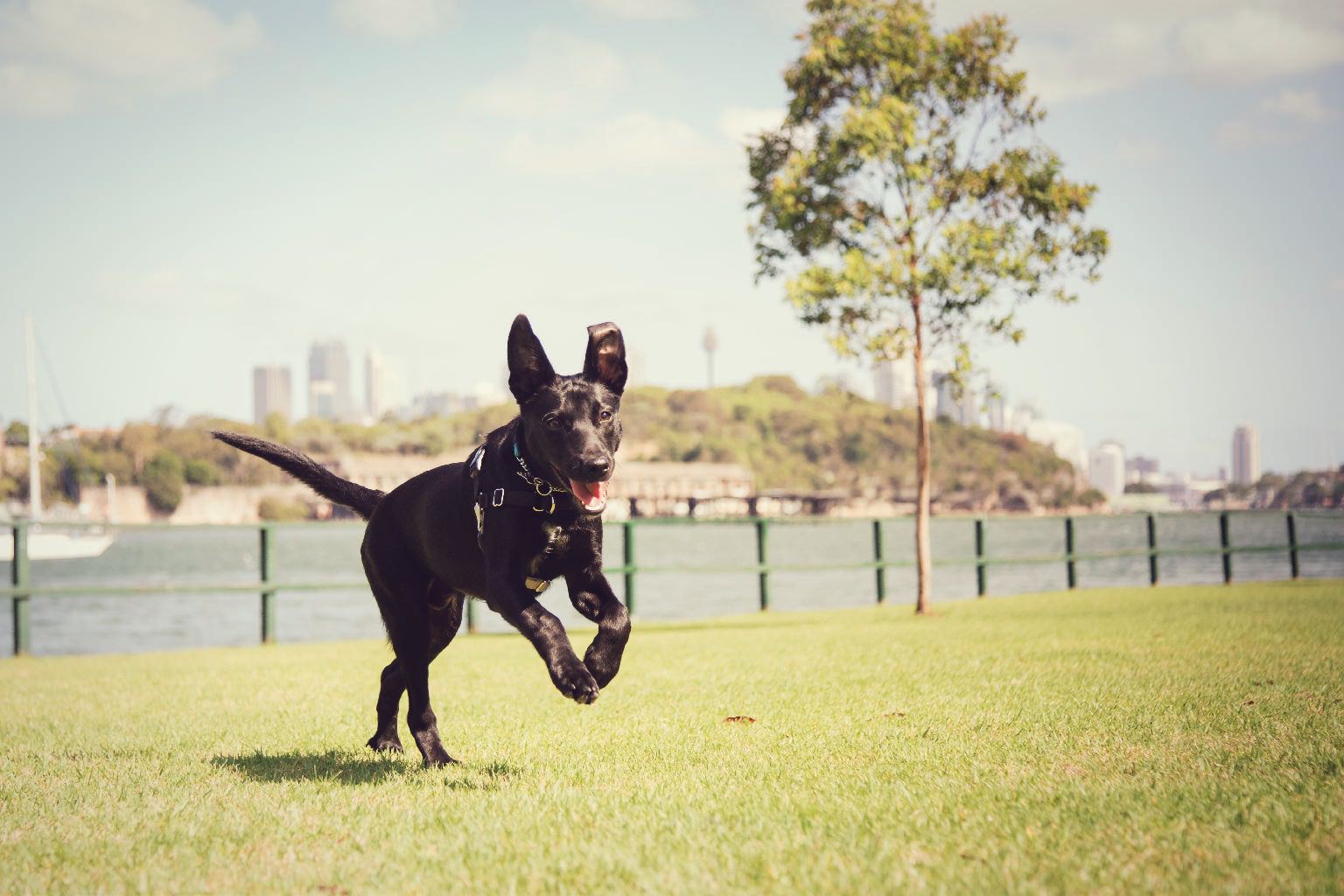 Carousel Image of Nero the dog