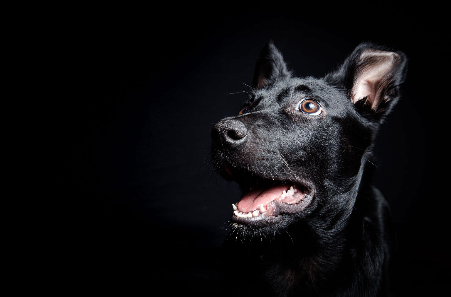 Carousel Image of Nero the dog