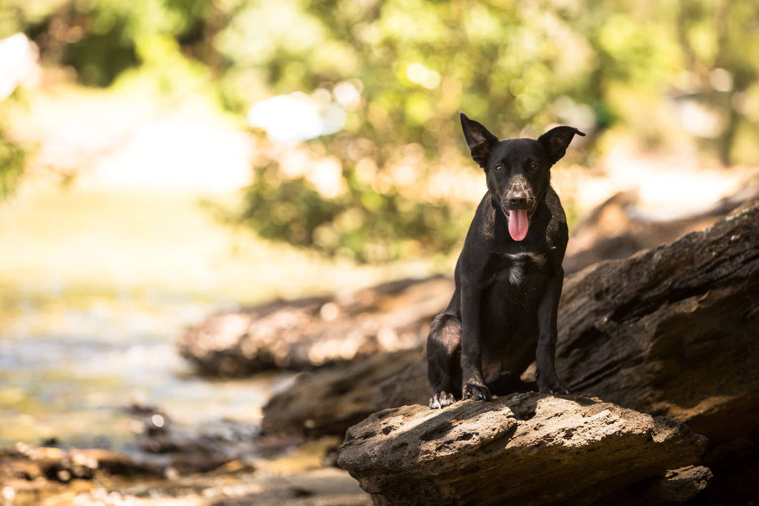 Carousel Image of Nero the dog