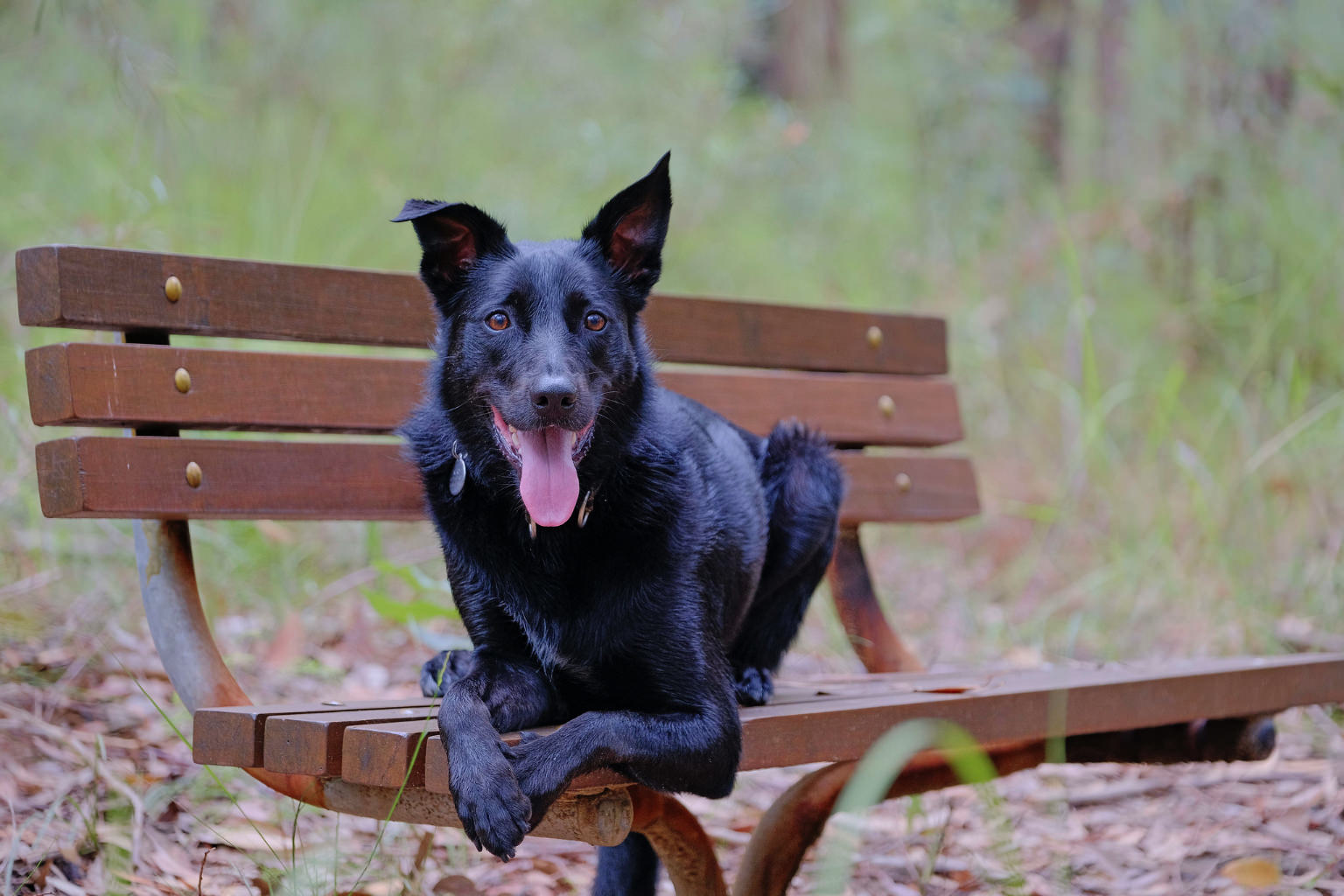 Carousel Image of Nero the dog