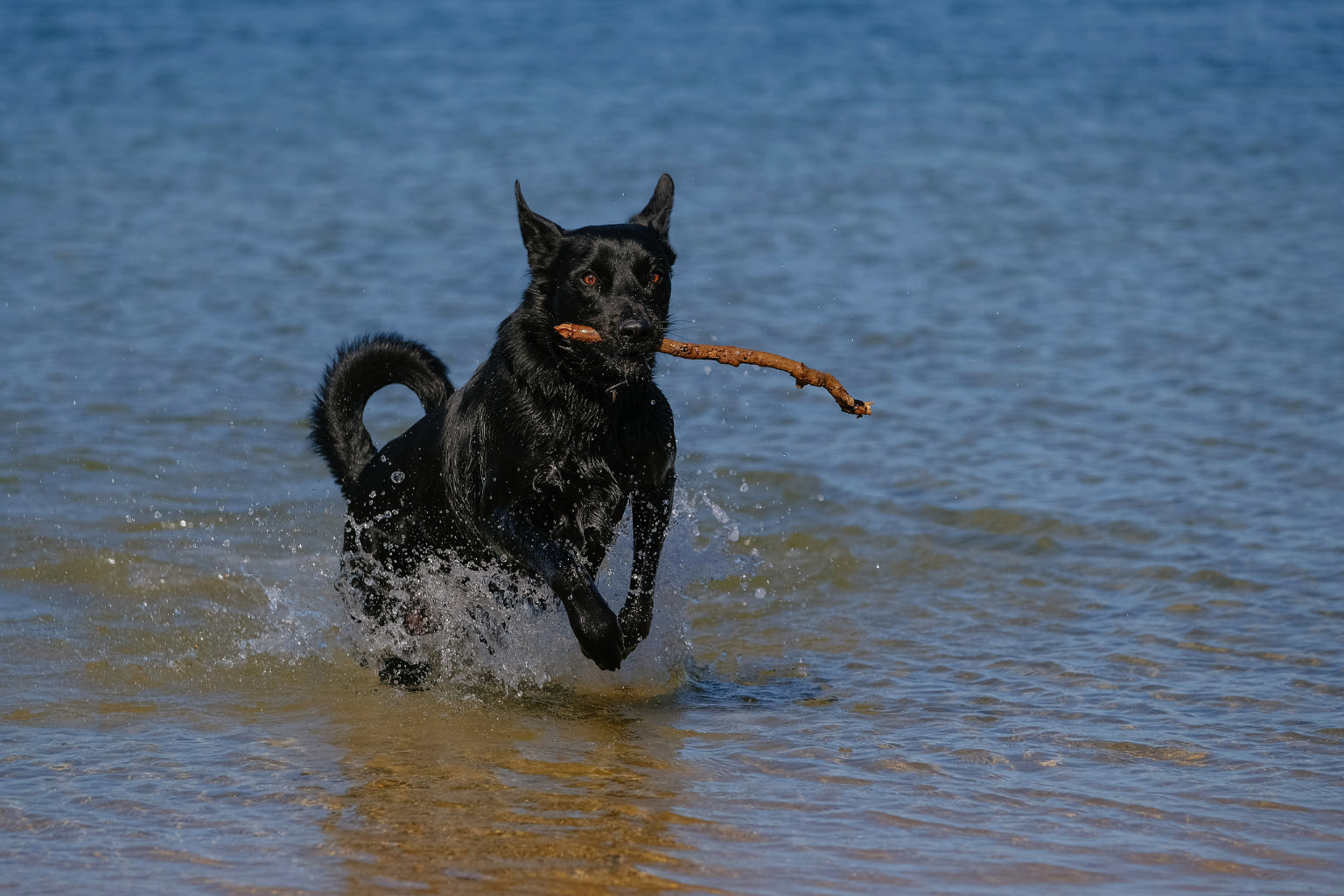 Carousel Image of Nero the dog