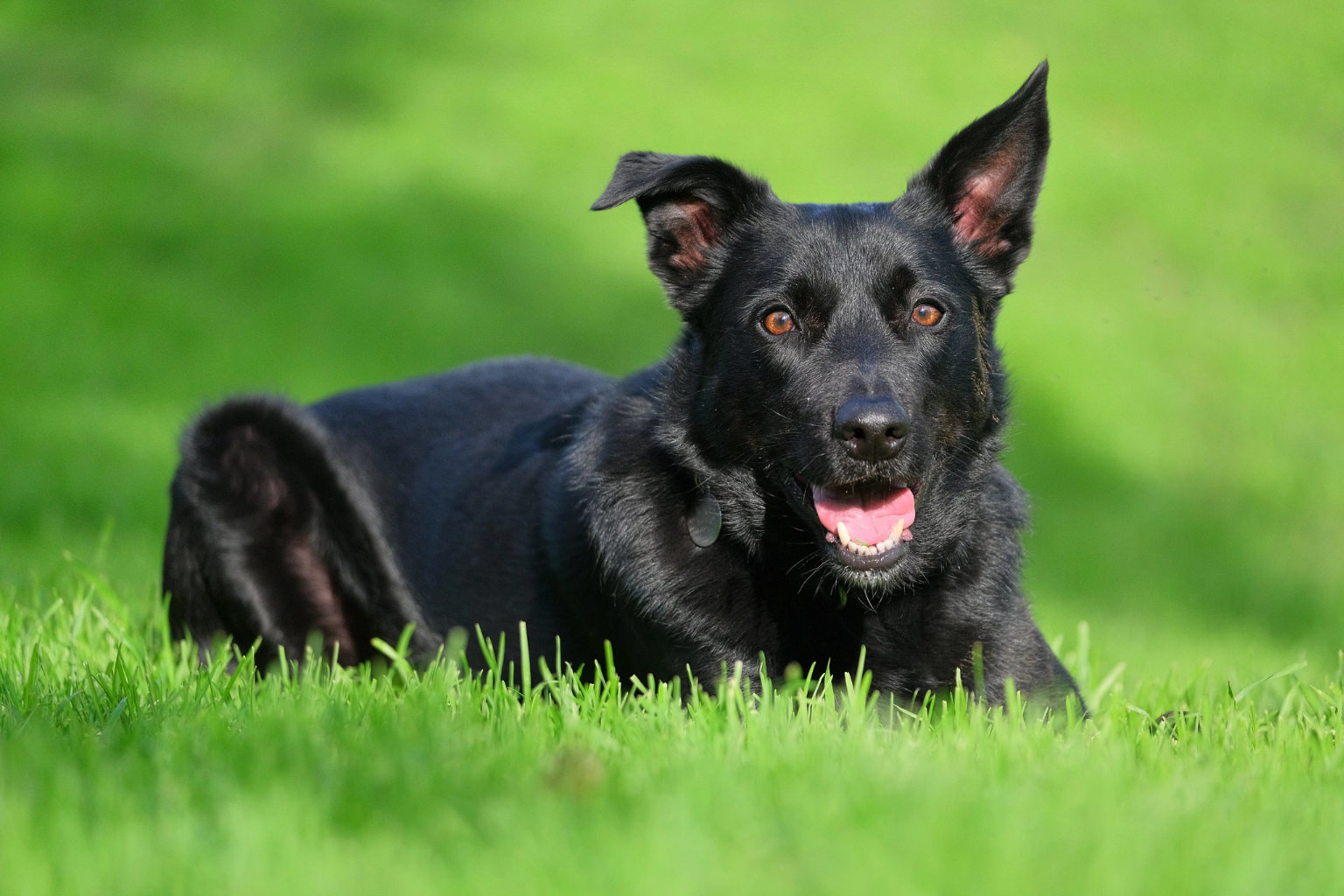 Carousel Image of Nero the dog